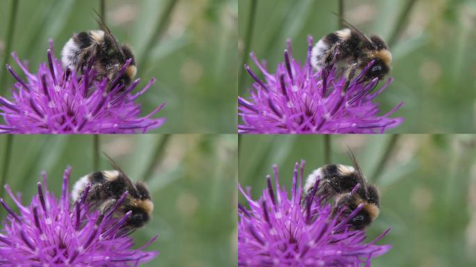 夏天，大黄蜂吃紫色花朵上的花粉