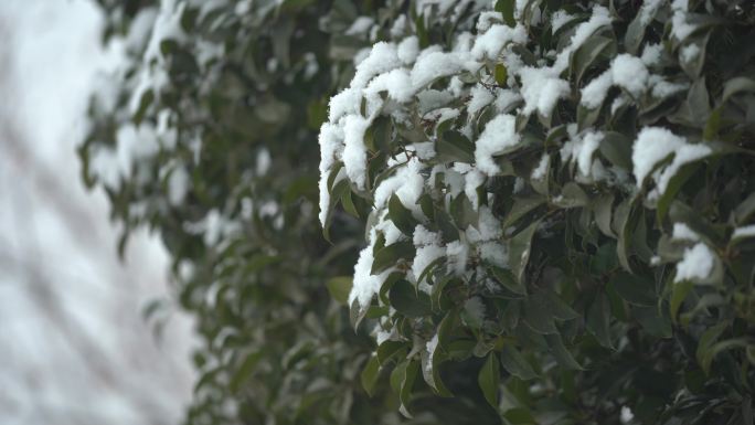 冬天树叶积雪雪花落下