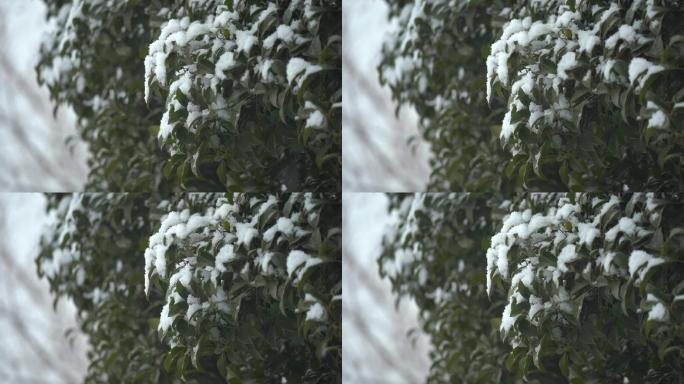 冬天树叶积雪雪花落下