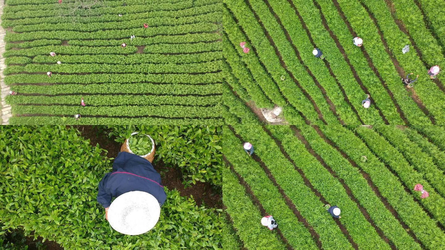 【3款】高清航拍茶厂采茶视频