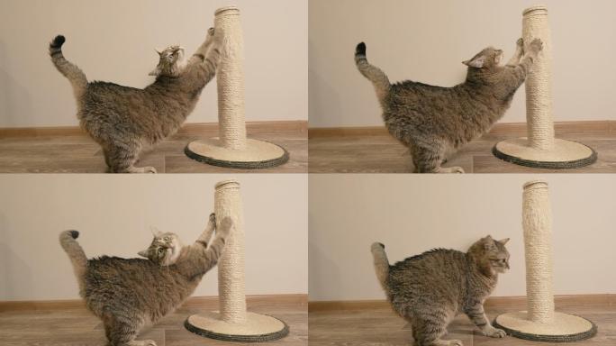 猫用爪子抓柱子。日常生活习性猫咪养猫