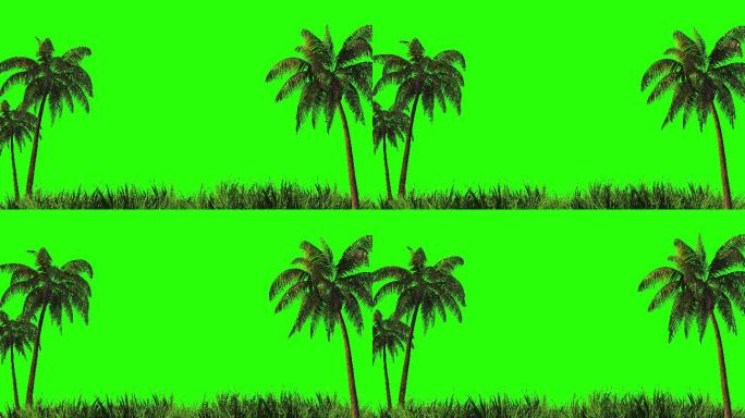 绿色背景上的棕榈树和草