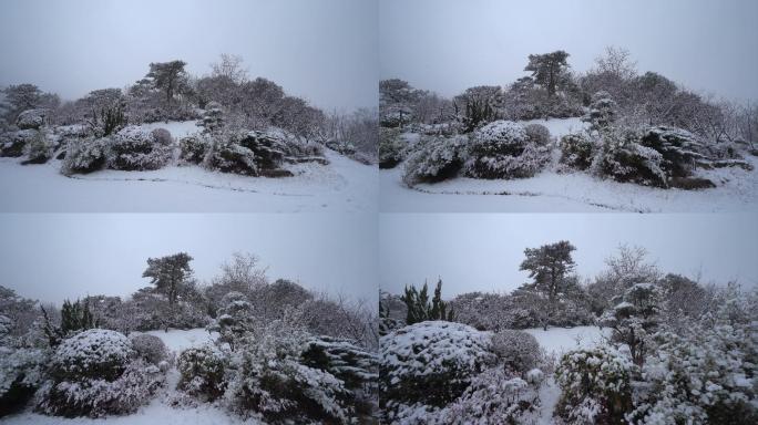 冬天小山坡树木绿化积雪雪景推进