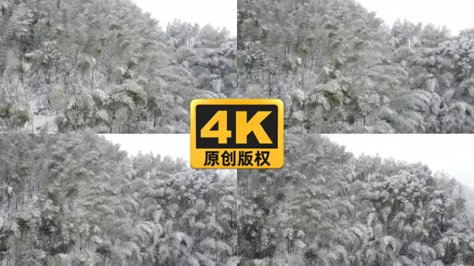 航拍大雪竹林雪中竹林