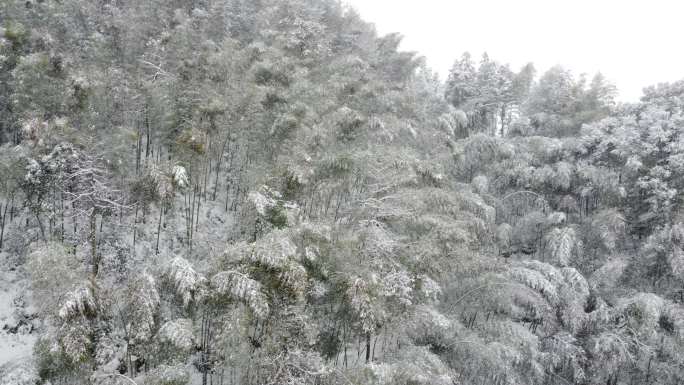 航拍大雪竹林雪中竹林