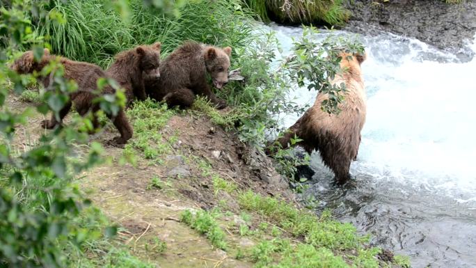 棕熊和幼崽在小溪附近