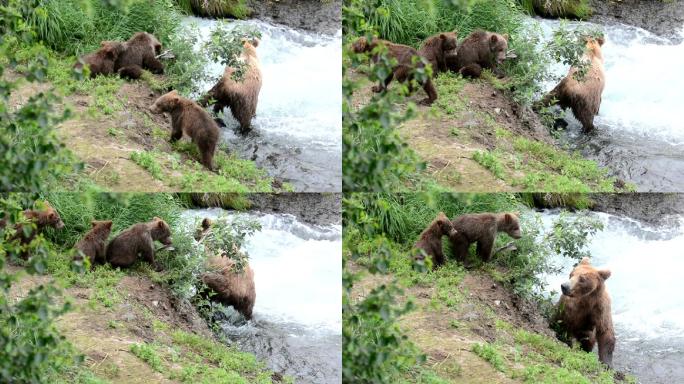 棕熊和幼崽在小溪附近