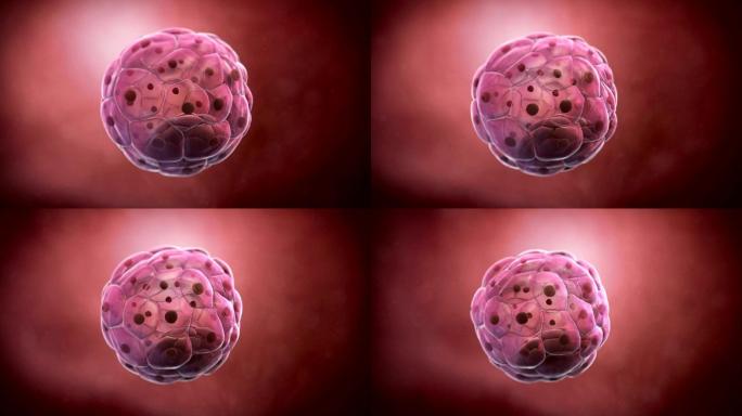 人胚泡孕育旋转胚胎