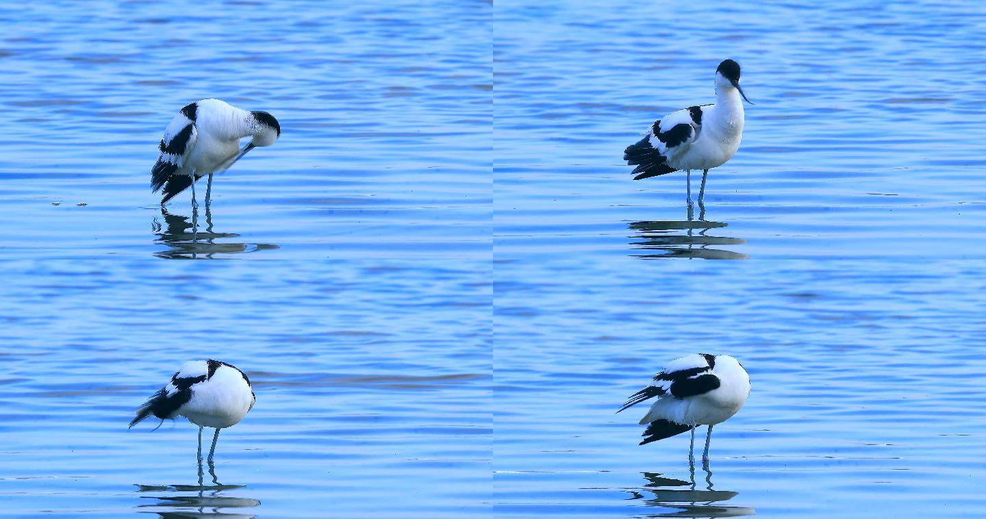 湿地精灵之反嘴鹬：优雅的黑白色水鸟03