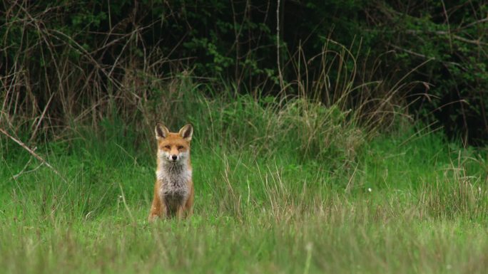 草地上的红狐