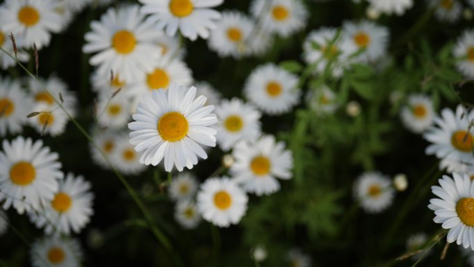 雏菊母菊野菊菊花特写实拍视频