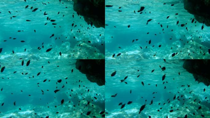 地中海铬鱼在水面下的岩石阴影下游动