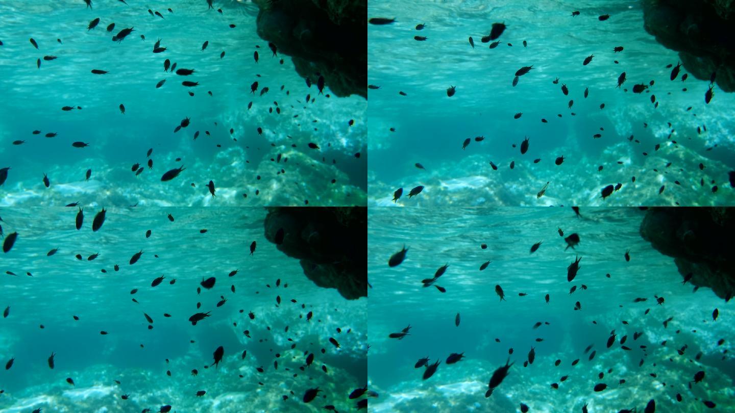 地中海铬鱼在水面下的岩石阴影下游动
