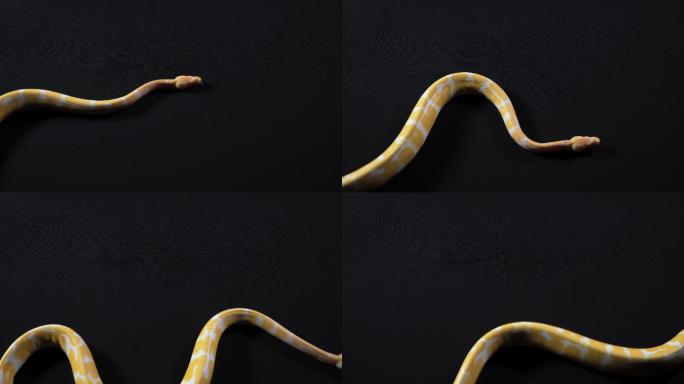 巨蟒蛇冷血动物抠像通道