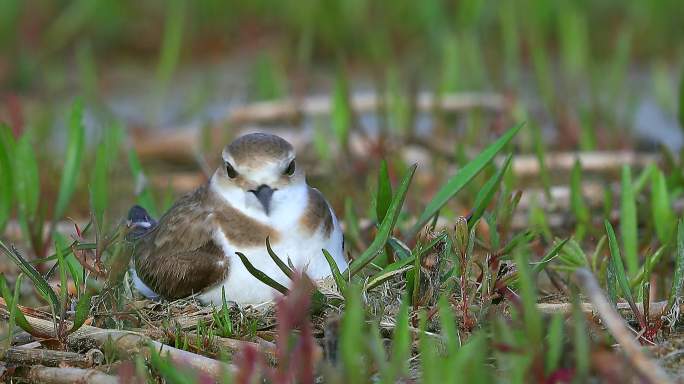 环颈鸻：中小型湿地水鸟简陋地面巢