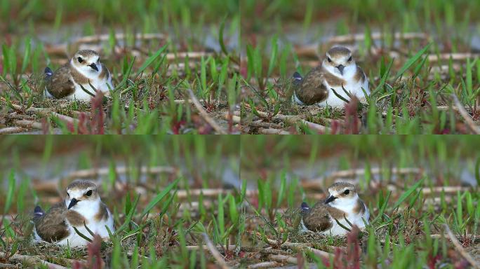 环颈鸻：中小型湿地水鸟简陋地面巢