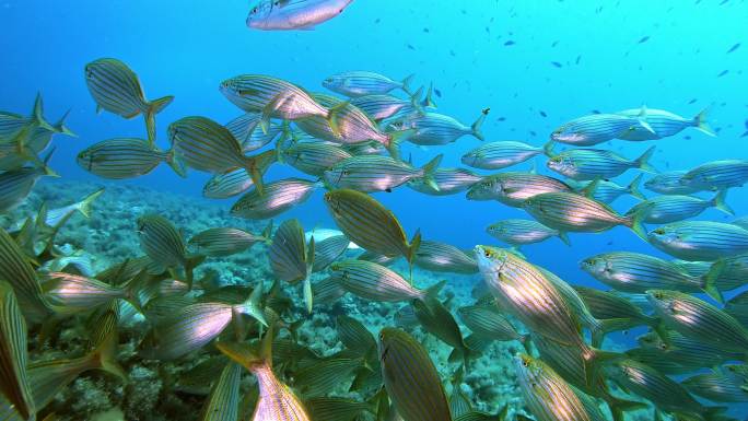 金色条纹的鱼海底世界海洋生物三亚潜水深海