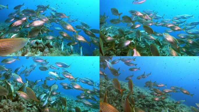 金色条纹的鱼海底世界海洋生物三亚潜水深海