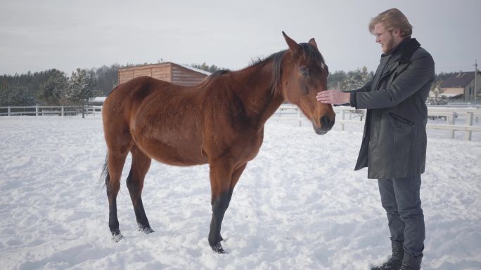 男子抚摸着站在冬季牧场的可爱的纯种马