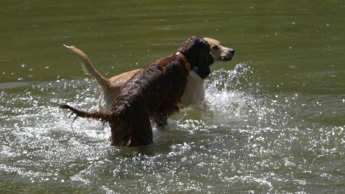 狗在水中玩耍