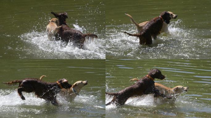 狗在水中玩耍