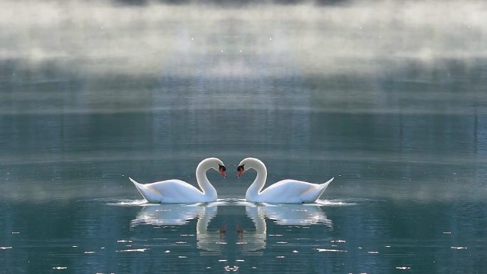 一对天鹅在湖面上对称万花筒爱情情爱情侣鸳