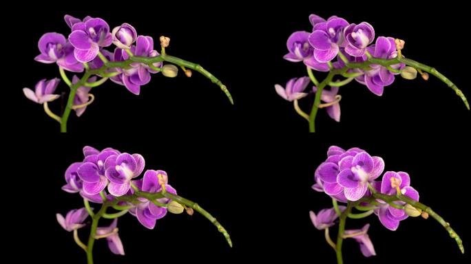 盛开的紫兰蝴蝶兰花