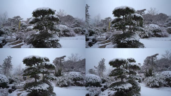 积雪树木环绕