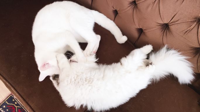 两只小猫在家里的扶手椅上玩耍。