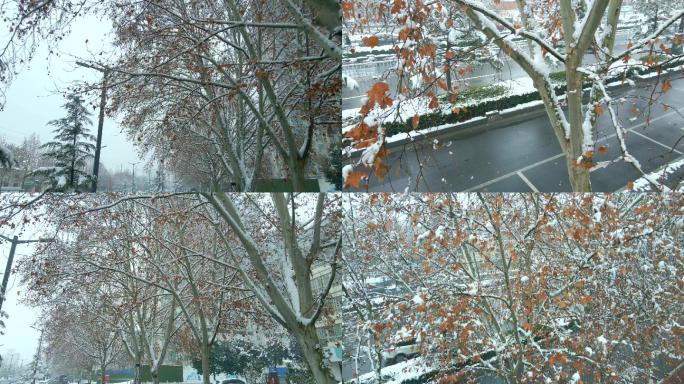 雪天街景银装素裹的树