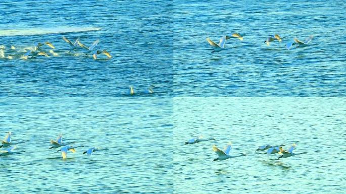 大天鹅：水禽中的头号航行家结群湖泊中觅食