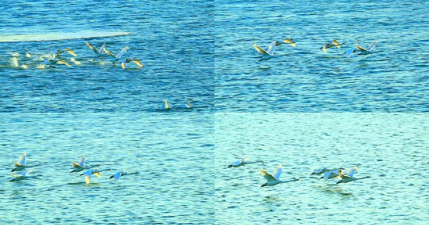 大天鹅：水禽中的头号航行家结群湖泊中觅食