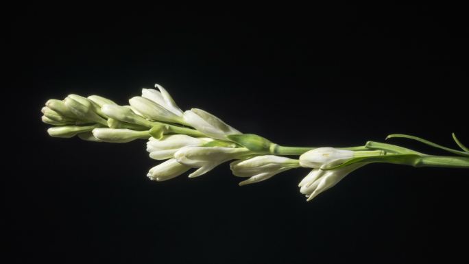 白菊开花实拍视频素材延时摄影