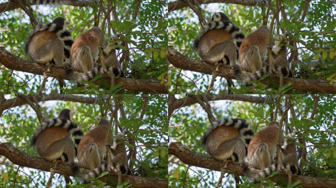 一群环尾狐猴栖息在树枝上方的树上