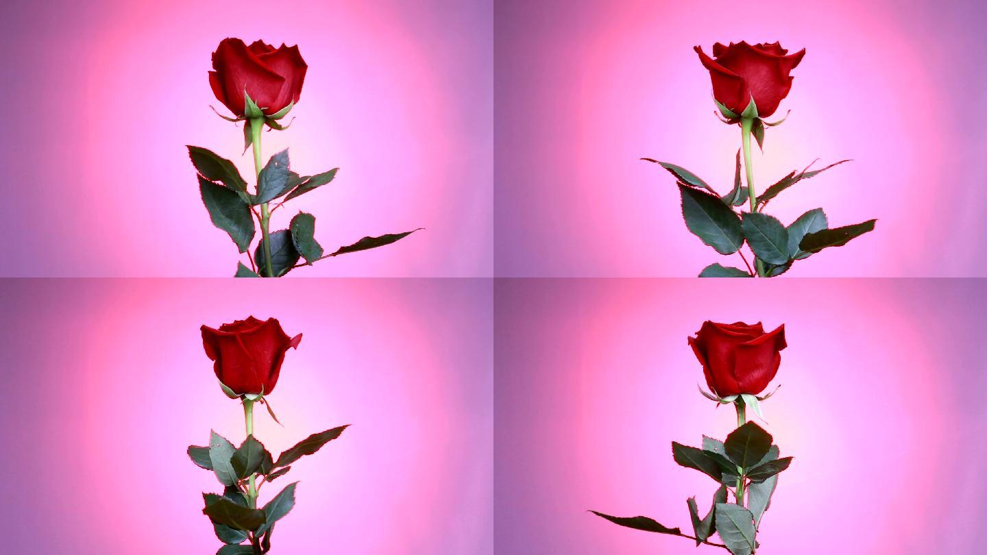 红玫瑰在粉红色背景上旋转