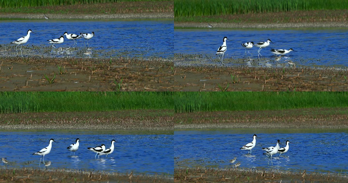 湿地精灵之反嘴鹬：优雅的黑白色水鸟02