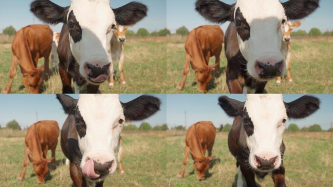 小牛走向摄像机，用舌头舔鼻子