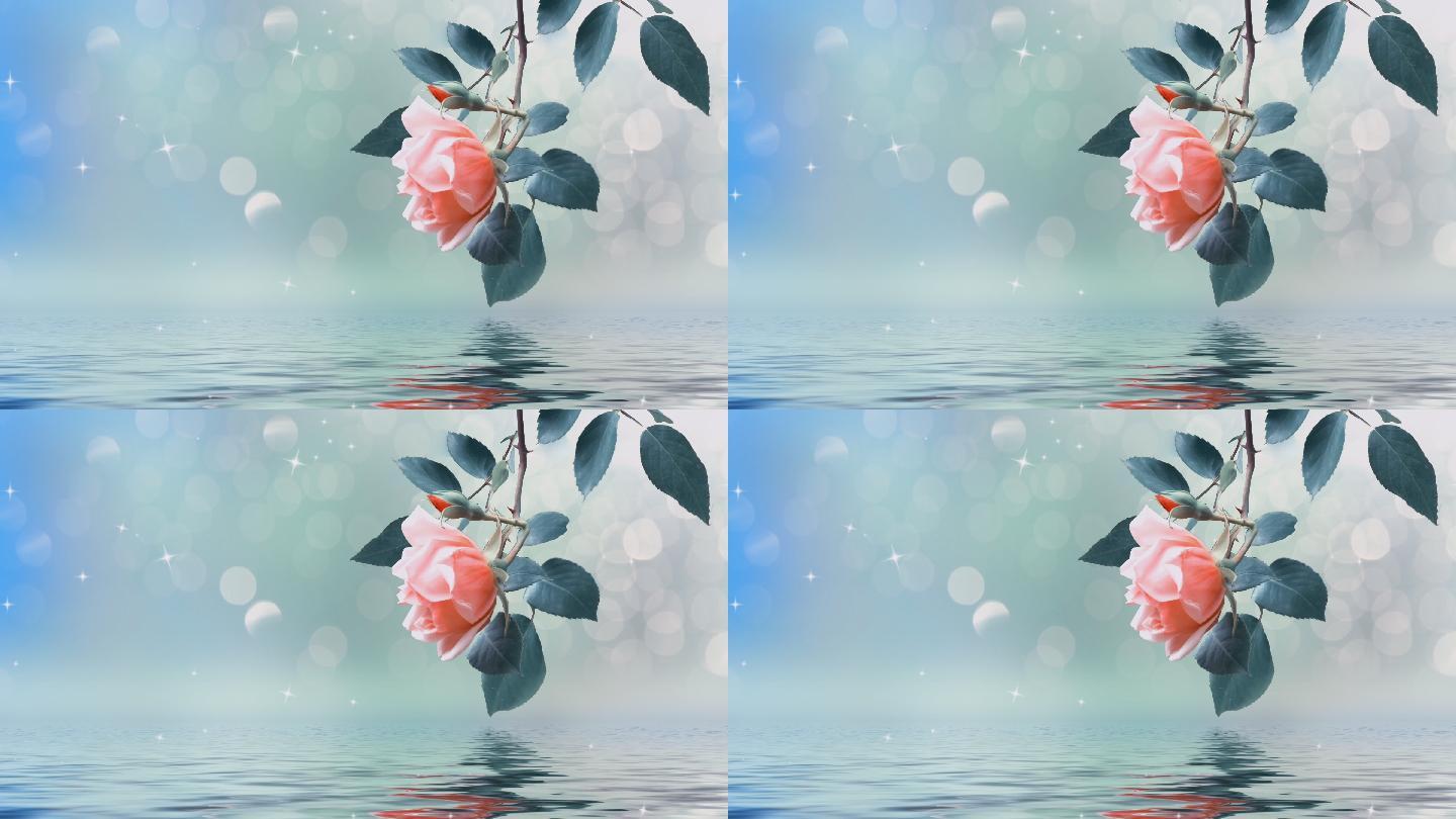 水面上有一朵玫瑰花