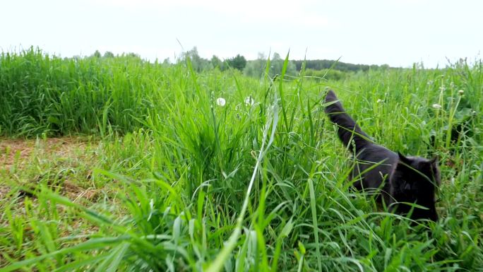 猫在草地上奔跑黑狐狸动物园绿草地