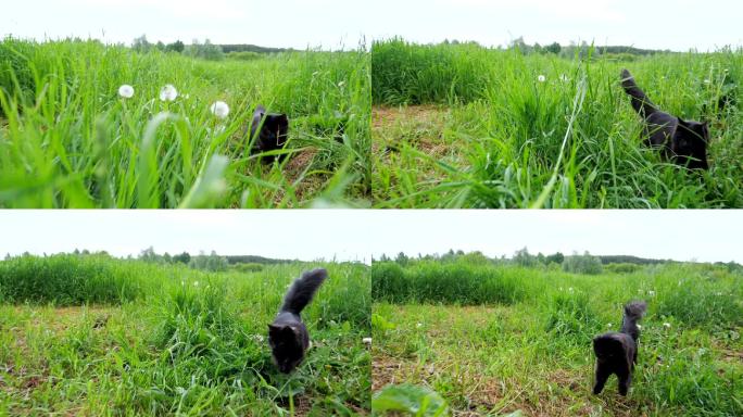 猫在草地上奔跑黑狐狸动物园绿草地