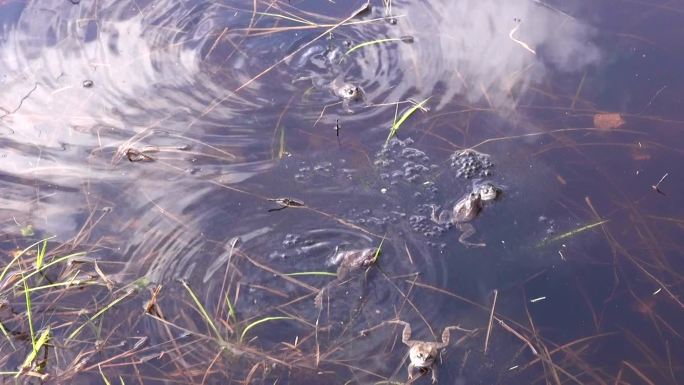 池塘里的沼泽蛙