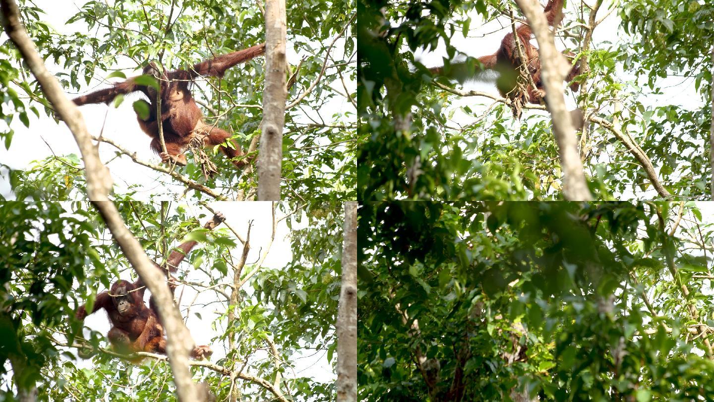 猩猩和孩子在树上荡秋千
