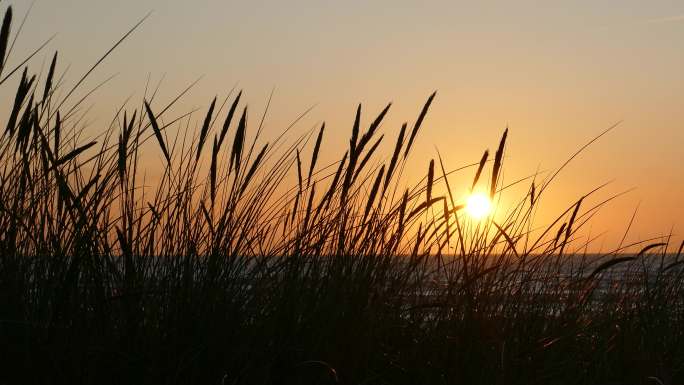 沙丘草的日落剪影风吹野草江边芦苇夕阳西下