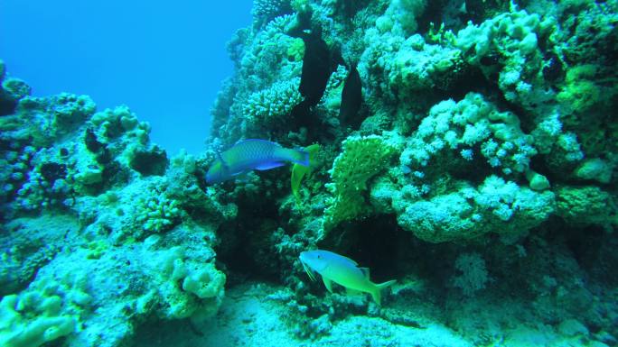 红海的珊瑚。珊瑚小丑鱼