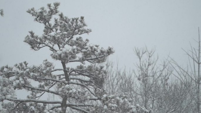 冬天下松树积雪雪落下升格素材