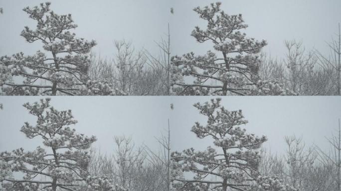 冬天下松树积雪雪落下升格素材