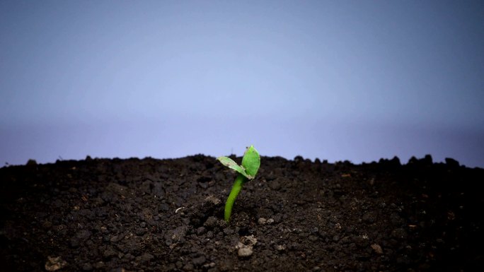 绿色蔬菜芽生长萌芽萌发破土而出