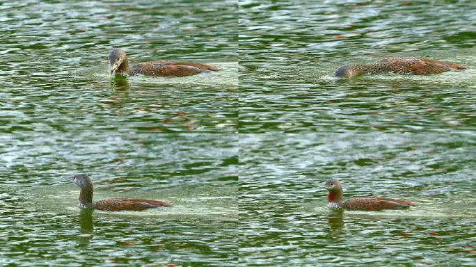 红喉潜鸟善于潜水：颈前有大块栗色三角斑2
