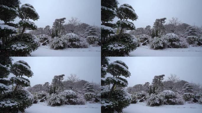 冬天下雪公园绿化积雪平移展示