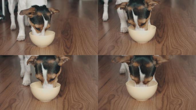 狗在地板上滑动碗里的东西吃